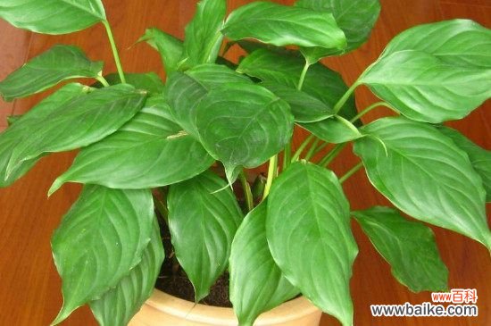 万年青叶子黄了是怎么回事