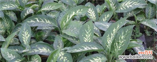 万年青叶子黄了是怎么回事