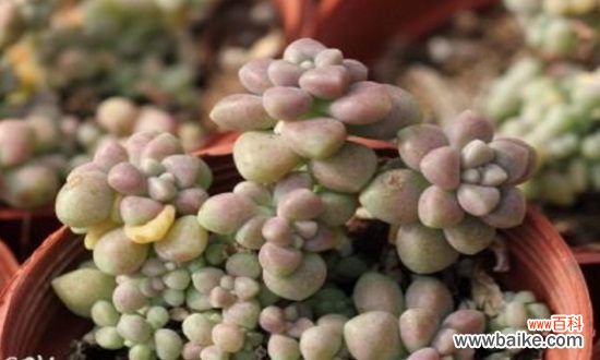 姬秋丽叶片发黄怎么办?姬秋丽叶子发黄解决方法