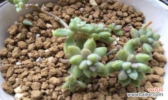 姬秋丽叶片发黄怎么办?姬秋丽叶子发黄解决方法