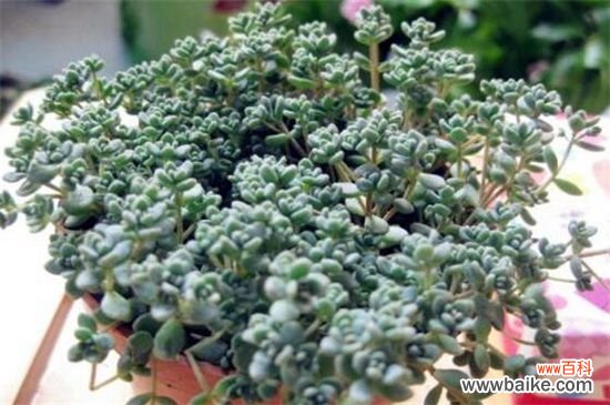 姬星美人病虫害及防治方法，腐根病剪根换土灌药