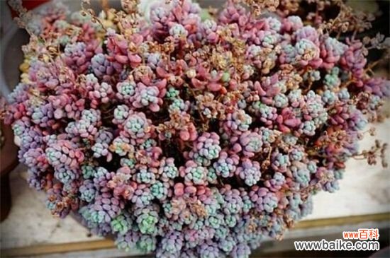 姬星美人病虫害及防治方法，腐根病剪根换土灌药