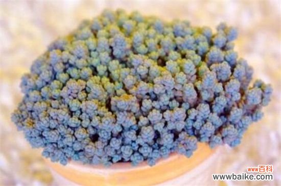 姬星美人病虫害及防治方法，腐根病剪根换土灌药