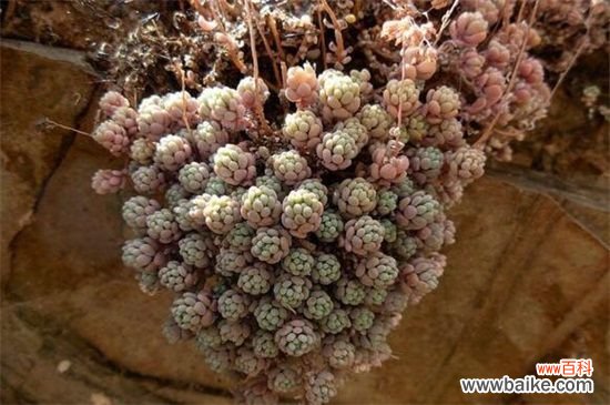 姬星美人病虫害及防治方法，腐根病剪根换土灌药