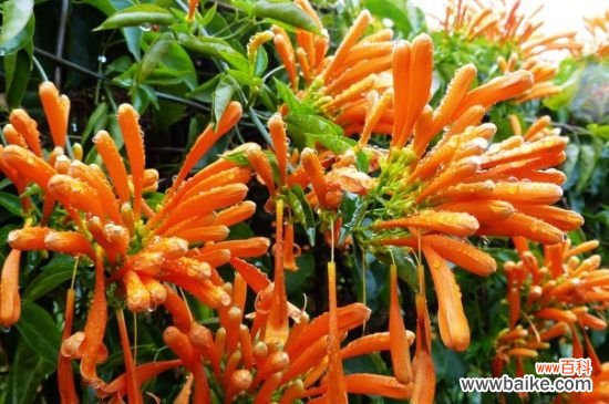 炮仗花叶子发黄怎么办？炮仗花叶子发黄的处理方法