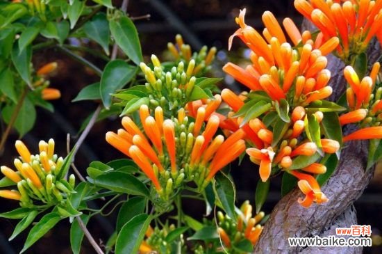 炮仗花叶子发黄怎么办？炮仗花叶子发黄的处理方法