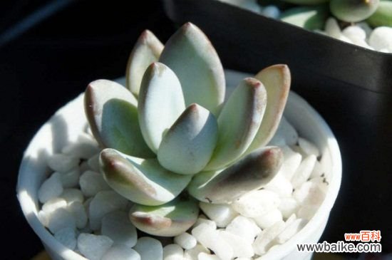 霜之朝干瘪怎么办？霜之朝干瘪的解决方法