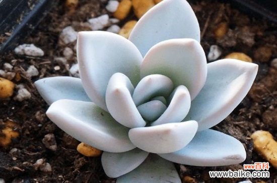 霜之朝干瘪怎么办？霜之朝干瘪的解决方法