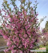 揭示观叶海棠花的深层意义 观叶海棠花语