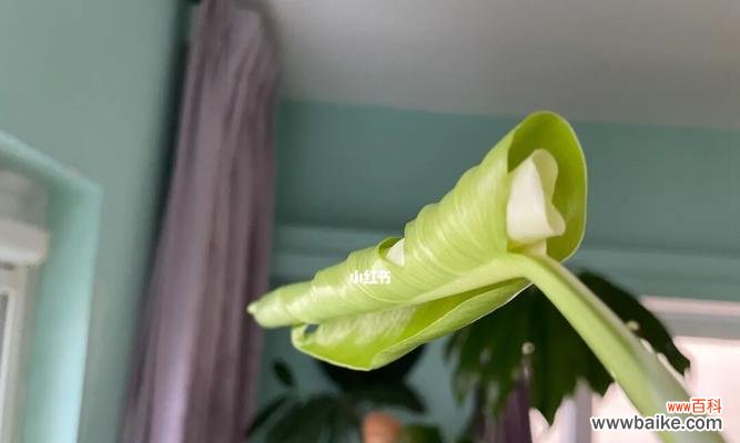 寓意深远的自强不息 以龟背竹为主题的文章