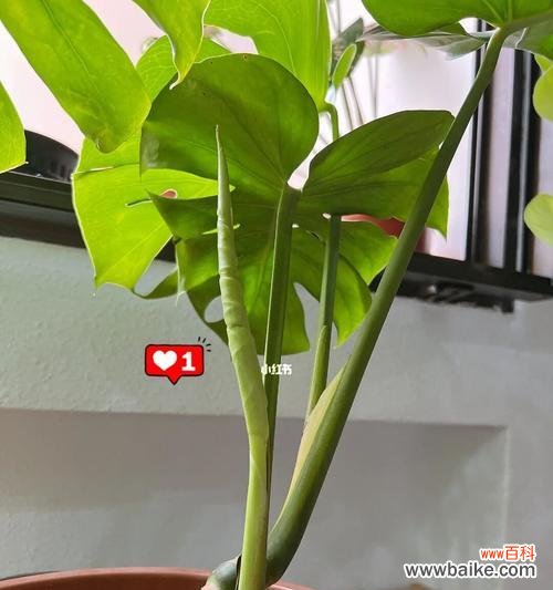 寓意深远的自强不息 以龟背竹为主题的文章