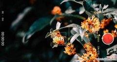 桂花的花语与心灵的呼唤 桂花的花语及含义