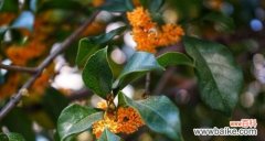 桂花的花语及其象征意义 桂花的花语——美丽、幸福与纯真