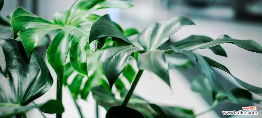 探索龟背竹的寓意和象征意义 龟背竹的花语寓意与象征