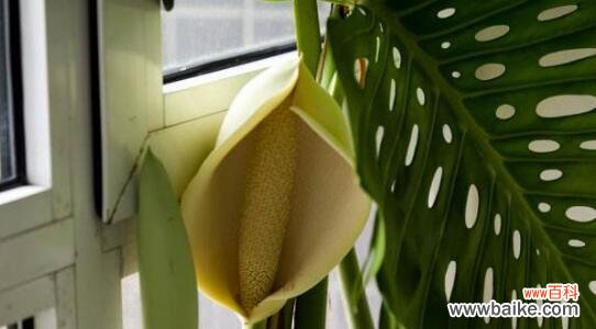 探索龟背竹的寓意和象征意义 龟背竹的花语寓意与象征