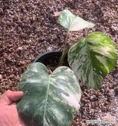 探索龟背竹的寓意和象征意义 龟背竹的花语寓意与象征