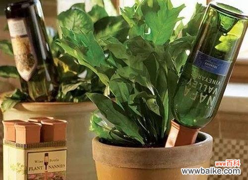 以龟背竹为启示 龟背竹浇花语录