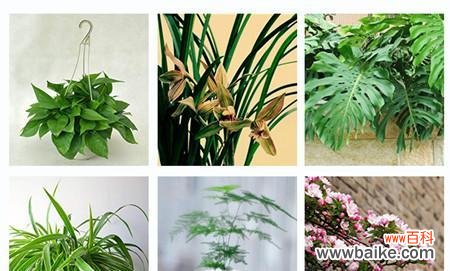 以龟背竹为启示 龟背竹浇花语录