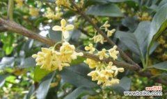 桂花花语的含义与传承 桂花的花语