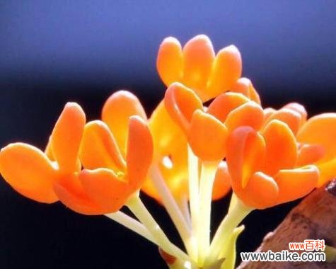 传承千年的香气 桂花的花语与寓意