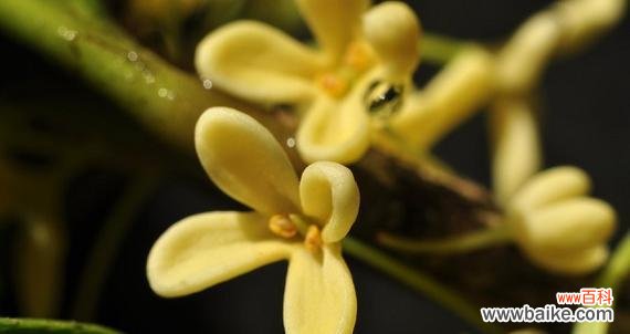 传承千年的香气 桂花的花语与寓意