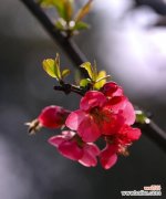 以海棠花为主题的爱情寓意探究 海棠花的爱情寓意