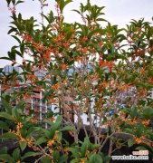 桂花芬芳绽放的意义与象征 桂花开花的美丽与寓意