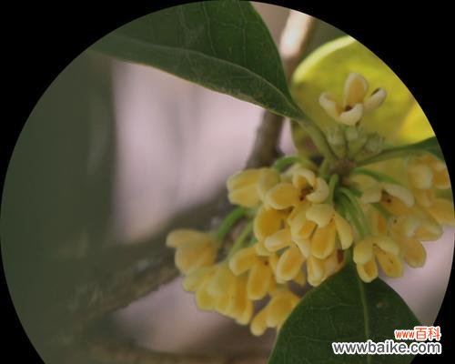 桂花芬芳绽放的意义与象征 桂花开花的美丽与寓意