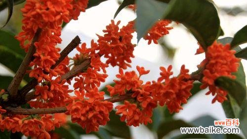 桂花芬芳绽放的意义与象征 桂花开花的美丽与寓意