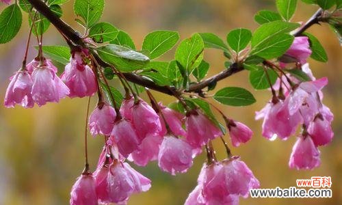 绽放在岁月中的坚韧与美丽 海棠花的象征意义与文化传承