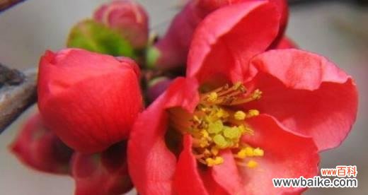 绽放在岁月中的坚韧与美丽 海棠花的象征意义与文化传承