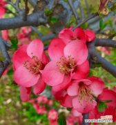 海棠花的花语及其象征意义与文化内涵 海棠花语