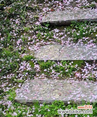 传承中华文化的精髓之花 海棠花格
