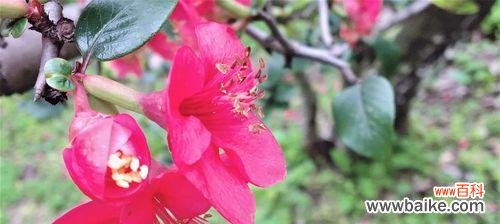 传承中华文化的精髓之花 海棠花格