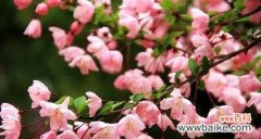 探索海棠花的含义与象征 海棠花的花语与寓意