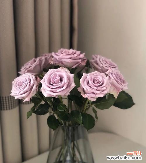 恋人之间心灵的交融与情感的升华 海洋之歌玫瑰花语