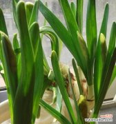 花语与寓意 水仙花——春天的信使