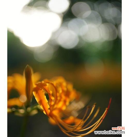 探究石蒜花的隐含花语，了解花语与人生 石蒜花的花语