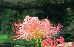 探究石蒜花的隐含花语，了解花语与人生 石蒜花的花语