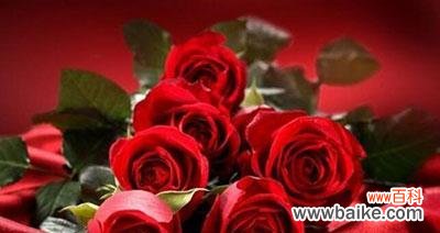 揭秘不同数量玫瑰的含义，传递心意更得体 玫瑰花语多重，几朵的寓意更动人