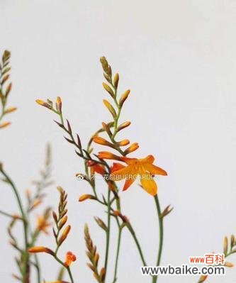 传承多年的热烈与欣赏 探寻火焰兰的花语与文化背景