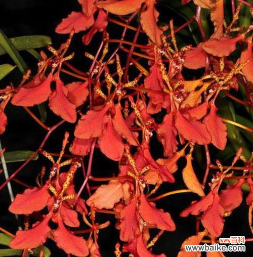 传承多年的热烈与欣赏 探寻火焰兰的花语与文化背景