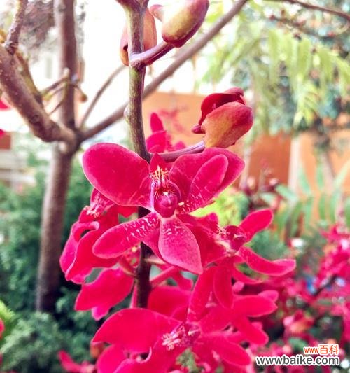 传承多年的热烈与欣赏 探寻火焰兰的花语与文化背景