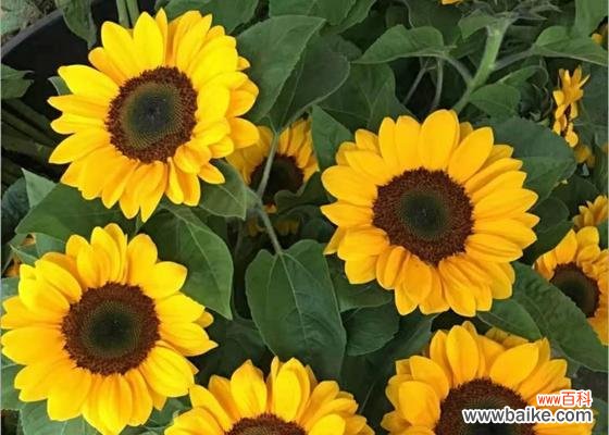 探索向日葵背后的含义 向日葵的花语