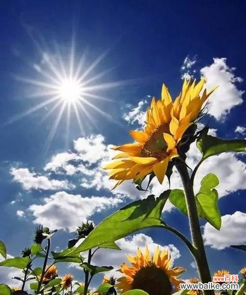 探索向日葵背后的含义 向日葵的花语