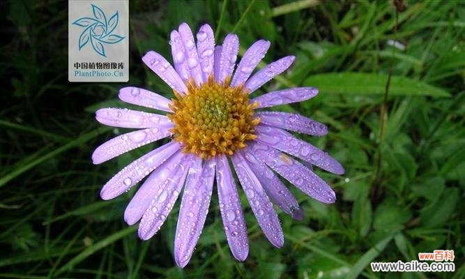 神话中的紫菀，解读紫菀的花语 紫菀花的传说和花语