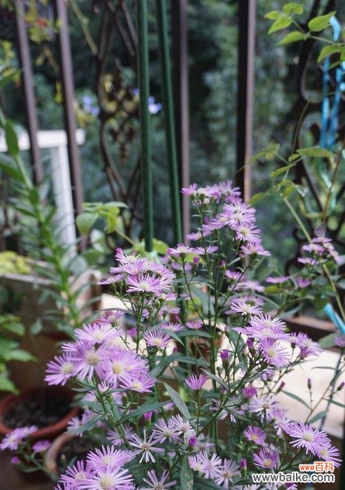 神话中的紫菀，解读紫菀的花语 紫菀花的传说和花语