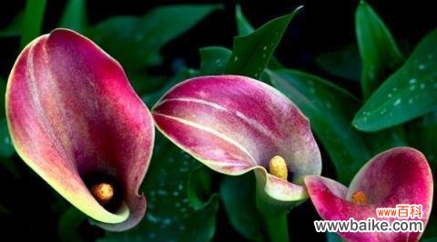 探寻粉色马蹄莲的花语与文化价值 粉色马蹄莲的含义与传说