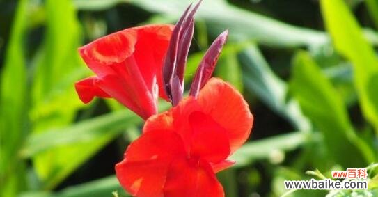 探秘美人蕉的寓意和传说 美人蕉花语解读