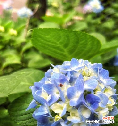 传递爱意的美丽花朵 绣球花的花语